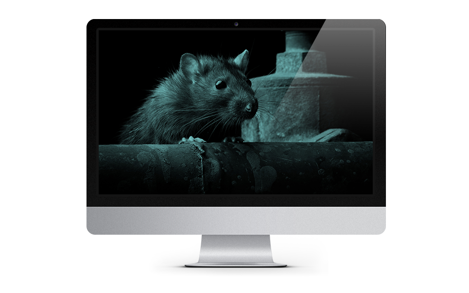 Rat Detection website